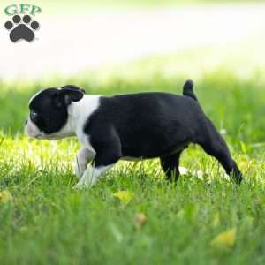 Kayla, Boston Terrier Puppy